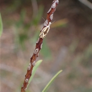 Thema macroscia at Murrumbateman, NSW - 12 Nov 2024