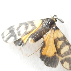 Asura lydia (Lydia Lichen Moth) at Belconnen, ACT - 12 Nov 2024 by JohnGiacon