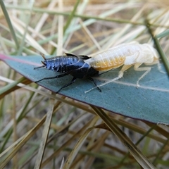 Ellipsidion australe at Belconnen, ACT - 12 Nov 2024 by JohnGiacon