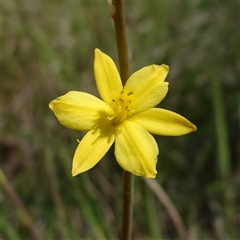 Bulbine bulbosa (Golden Lily, Bulbine Lily) at Gundary, NSW - 22 Oct 2024 by RobG1