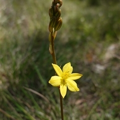 Bulbine bulbosa at Gundary, NSW - 22 Oct 2024