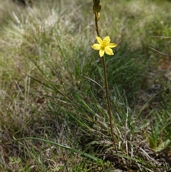 Bulbine bulbosa at Gundary, NSW - 22 Oct 2024