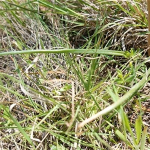 Bulbine bulbosa at Gundary, NSW - 22 Oct 2024