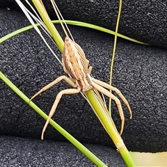 Runcinia acuminata (Pointy Crab Spider) at Whitlam, ACT - 12 Nov 2024 by sangio7