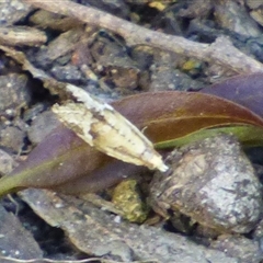 Asthenoptycha (genus) at West Hobart, TAS - 12 Nov 2024 by VanessaC