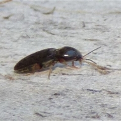 Cardiophorinae (sub-family) at West Hobart, TAS - 12 Nov 2024 by VanessaC