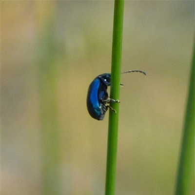 Unverified Beetle (Coleoptera) at West Hobart, TAS - 12 Nov 2024 by VanessaC