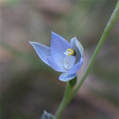 Thelymitra arenaria at Gundary, NSW - 22 Oct 2024 by RobG1