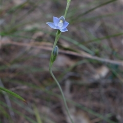 Thelymitra arenaria at Gundary, NSW - suppressed