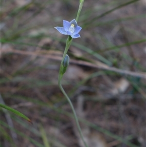 Thelymitra arenaria at Gundary, NSW - suppressed