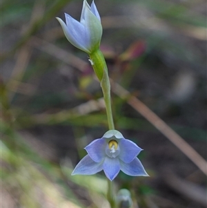 Thelymitra arenaria at Gundary, NSW - suppressed