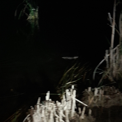 Hydromys chrysogaster (Rakali or Water Rat) at Belconnen, ACT - 12 Nov 2024 by VanceLawrence