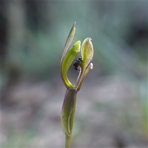 Chiloglottis trapeziformis at Gundary, NSW - suppressed