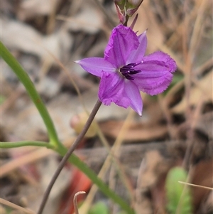 Arthropodium fimbriatum at Gunning, NSW - 12 Nov 2024 02:39 PM