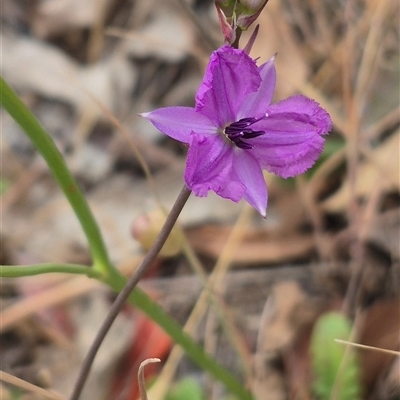 Arthropodium fimbriatum (Nodding Chocolate Lily) at Gunning, NSW - 12 Nov 2024 by clarehoneydove