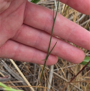 Wahlenbergia luteola at Gunning, NSW - 12 Nov 2024