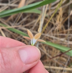 Wahlenbergia luteola at Gunning, NSW - 12 Nov 2024