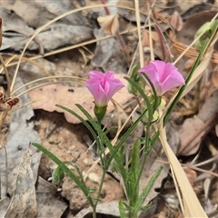 Convolvulus angustissimus subsp. angustissimus (Australian Bindweed) at Gunning, NSW - 12 Nov 2024 by clarehoneydove