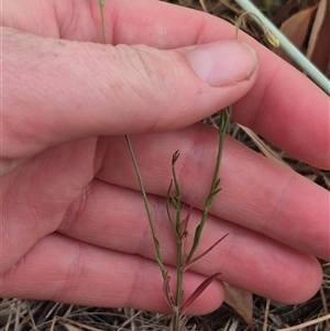 Wahlenbergia capillaris at Gunning, NSW - 12 Nov 2024 02:47 PM