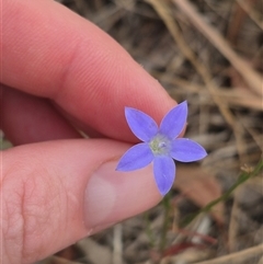 Wahlenbergia capillaris at Gunning, NSW - 12 Nov 2024 02:47 PM