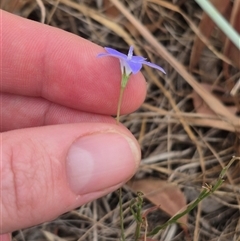 Wahlenbergia capillaris at Gunning, NSW - 12 Nov 2024 02:47 PM