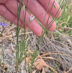 Wahlenbergia sp. at Gunning, NSW - 12 Nov 2024 02:47 PM