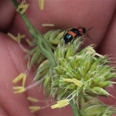 Dicranolaius bellulus (Red and Blue Pollen Beetle) at Gunning, NSW - 12 Nov 2024 by clarehoneydove