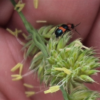 Dicranolaius bellulus (Red and Blue Pollen Beetle) at Gunning, NSW - 12 Nov 2024 by clarehoneydove