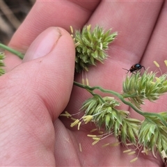 Dicranolaius bellulus at Gunning, NSW - 12 Nov 2024