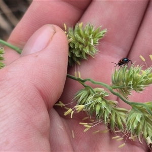 Dicranolaius bellulus at Gunning, NSW - 12 Nov 2024