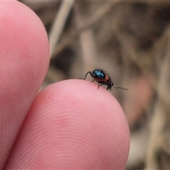 Dicranolaius bellulus at Gunning, NSW - 12 Nov 2024