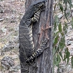 Varanus varius (Lace Monitor) at Woolgarlo, NSW - 12 Nov 2024 by SustainableSeg