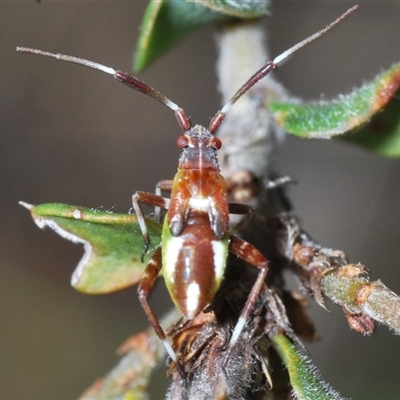 Unidentified True bug (Hemiptera, Heteroptera) at Greenway, ACT - 10 Nov 2024 by Harrisi