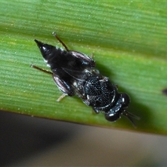 Chalcididae (family) (Unidentified chalcid wasp) at Greenway, ACT - 10 Nov 2024 by Harrisi