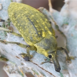 Lixus cardui at Greenway, ACT - 11 Nov 2024 02:37 PM