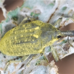 Lixus cardui at Greenway, ACT - 11 Nov 2024 02:37 PM