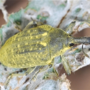 Lixus cardui at Greenway, ACT - 11 Nov 2024 02:37 PM