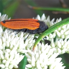 Castiarina erythroptera (Lycid Mimic Jewel Beetle) at Stromlo, ACT - 12 Nov 2024 by Harrisi