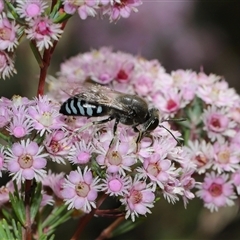 Bembix sp. (genus) (Unidentified Bembix sand wasp) at Acton, ACT - 9 Nov 2024 by TimL