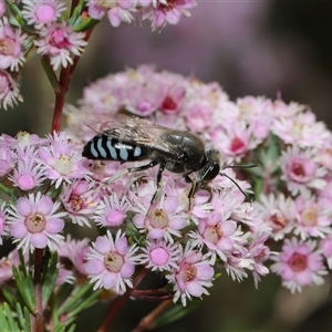 Bembix sp. (genus) at Acton, ACT - 10 Nov 2024