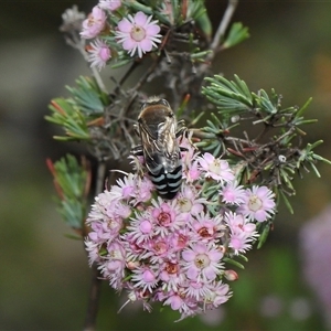 Bembix sp. (genus) at Acton, ACT - 10 Nov 2024