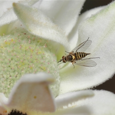 Australiphthiria hilaris (Slender Bee Fly) at Acton, ACT - 10 Nov 2024 by TimL