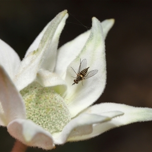 Australiphthiria hilaris at Acton, ACT - 10 Nov 2024 11:09 AM