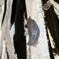 Limax maximus (Leopard Slug, Great Grey Slug) at Lawson, ACT - 12 Nov 2024 by JimL