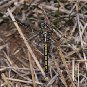 Orthetrum caledonicum at Yarralumla, ACT - 12 Nov 2024 12:59 PM