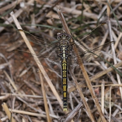 Orthetrum caledonicum (Blue Skimmer) at Yarralumla, ACT - 12 Nov 2024 by TimL