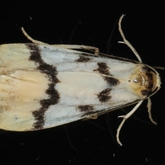 Tigrioides alterna (Alternating Footman) at Rosedale, NSW - 10 Nov 2024 by jb2602