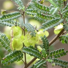 Dodonaea multijuga (A Hopbush) at Colo Vale, NSW - 10 Nov 2024 by Curiosity