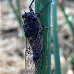 Yoyetta robertsonae at Dickson, ACT - 13 Nov 2024 07:32 AM