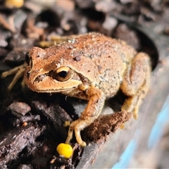 Litoria verreauxii verreauxii (Whistling Tree-frog) at Anembo, NSW - 11 Nov 2024 by Csteele4